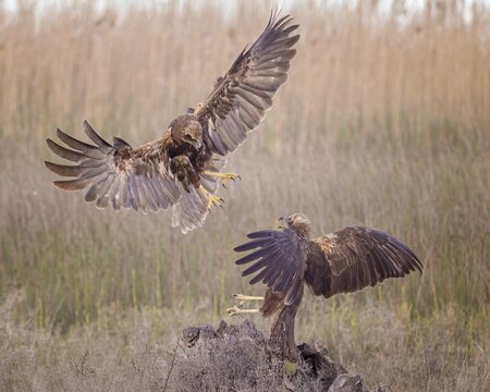 Marsh harrier (Circus aeruginosus) medium-sized bird of prey, female, hunting in reeds, on the hunt, looking for prey, foraging, defending own territory, flying, wingspan, Toledo, Spain