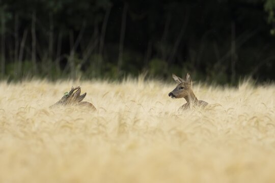 Roe deer (Capreolus capreolus) adult male roebuck and female doe two animals in a farmland barley field in summer, England, United Kingdom
