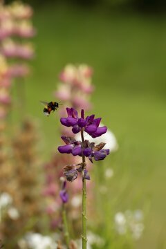 Buff tailed bumblebee (Bombus terrestris) adult bee flying towards a Lupin garden flower in summer, England, United Kingdom