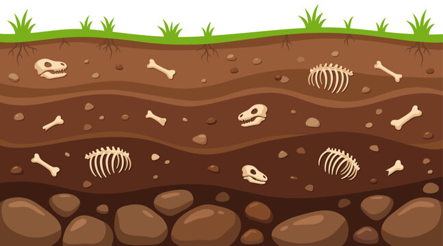 Soil layer cross section with dinosaur fossil bone and skull