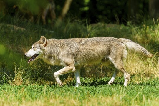 A slender wolf moves through sunny grass, alert and watchful, Timberwolf, wolf, American wolf, (Canis lupus lycaon), Germany