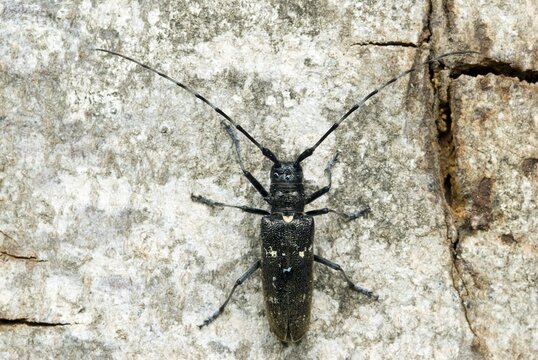 Longhorn beetle species (Monochamus sartor), female, Schwaz, Tyrol, Austria, Europe