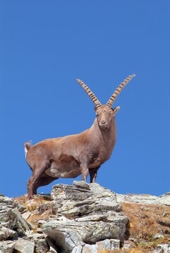 Male Alpine Ibex (Capra ibex), Franz-Josefs-Hoehe, Hohe Tauern National Park, Carinthia, Austria, Europe