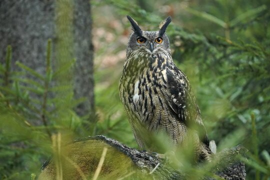 Eurasian eagle-owl (Bubo bubo), sitting on a tree, Czech Republic