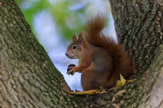 A squirrel holds its prey in a tree fork, warm fur against soft forest green, squirrel (Sciurus vulgaris), wildlife, Germany