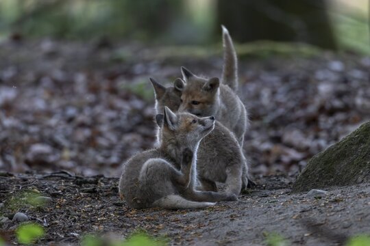 Typical for red fox pups (Vulpes vulpes) are interruptions during play, because they are always itching somewhere, rearing pups, animal pups, cute, playful, wrestling, May, Germany