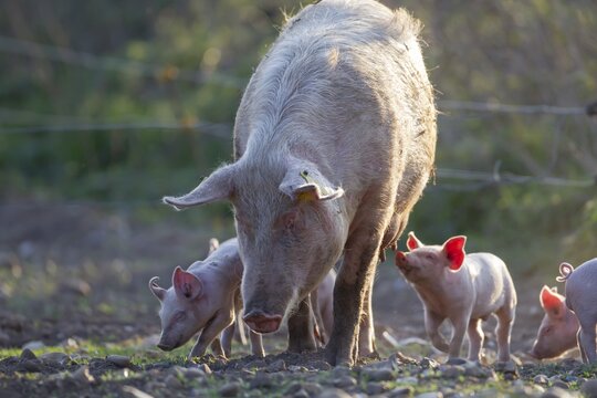 Domestic pig (Sus scrofa domesticus) adult mother and juvenile baby piglets farm animals in a field, England, United Kingdom