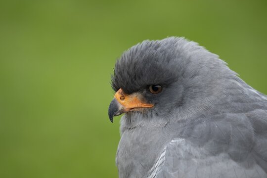 Pale chanting goshawk (Melierax canorus) adult bird of prey head portrait, England, United Kingdom - Captive