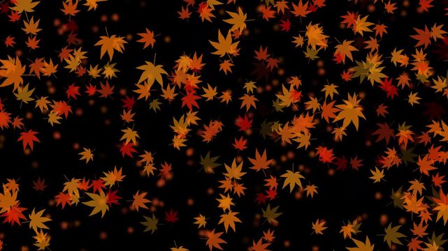 紅葉 もみじ 中 斜め 下降 紅葉色02 パターン03 ループ 10秒（透過背景）
