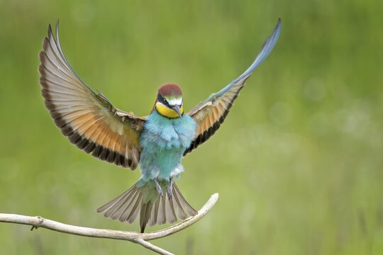 Bee-eater (Merops apiaster) newcomer to Saxony-Anhalt, blaze of colour, approaching, flying, wings spreading, sunrise, Germany