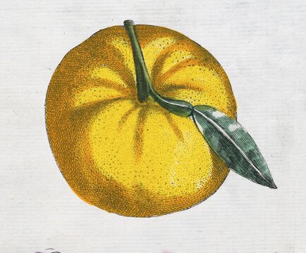 Aurantium Foetiferum, orange, citrus fruit, hand-coloured copperplate engraving from Giovanni Baptista Ferrari Hesperides, Sive, de Malorum Aureorum Cultura et Usu Libri Quatuor, Rome, 1646
