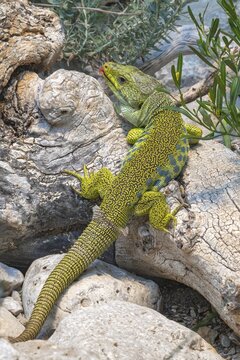 Pearl lizard (Timon lepidus), sunbathing, Alpine Zoo, Innsbruck, Tyrol, Austria