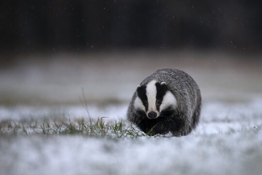 European badger (Meles meles) runs over snowy meadow during snowfall, Eifel, Rhineland-Palatinate, Germany