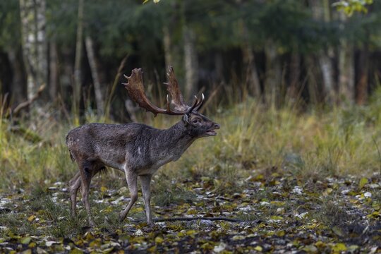 The rutting site in the small forest clearing is visited by various fallow deer (Dama dama), rutting, mating season, deer rutting, autumn, October, Germany