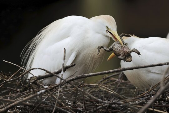 Cattle egret (Bubulcus ibis) with captured common toad (Bufo bufo) in its nest, France