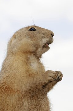 Black-tailed prairie dog (Cynomys ludovicianus), foraging, captive, occurring in North America