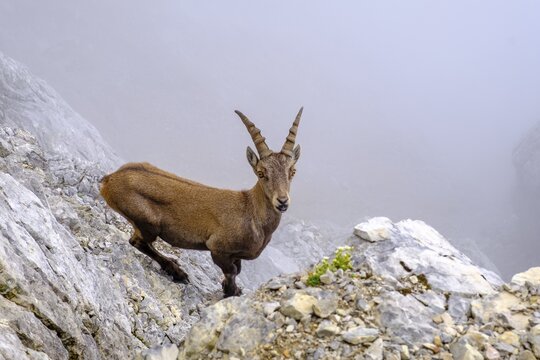 Alpine ibex (Capra ibex), Watzmann, Berchtesgaden Alps, Berchtesgaden National Park, Sch&ouml;nau am K&ouml;nigssee, Berchtesgadener Land, Bavaria, Germany