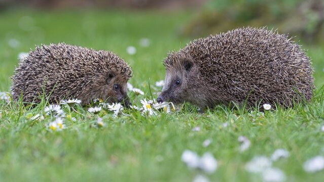 Cute hedgehog, brown-breasted hedgehog (Erinaceus europaeus) in the garden, Vechta, Lower Saxony, Germany