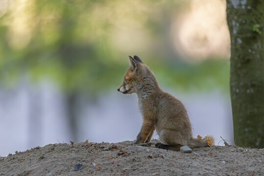 After half an hour, the red fox cubs (Vulpes vulpes) slowly calm down and often cuddle up together in pairs and sleep, rearing cubs, animal cubs, cute, May, Germany