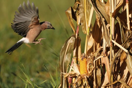 Eurasian jay (Garrulus glandarius) flies at ripe maize cobs, Allg&auml;u, Bavaria, Germany