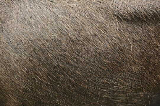 Eurasian elk (Alces alces alces), bull elk, fur detail, captive, Germany