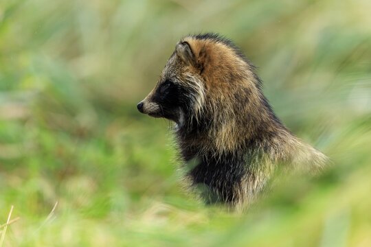 A raccoon dog sits in profile and looks into the distance, raccoon dog, (Nyctereutes procyonoides), wildlife, Western Pomerania Lagoon Area National Park, Zingst, Mecklenburg-Western Pomerania, Germany