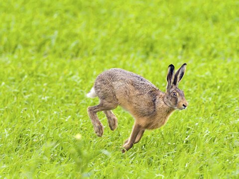 European hare (Lepus europaeus), running, Texel Island, Netherlands