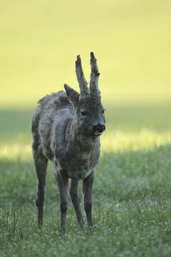 European roe deer (Capreolus capreolus) buck with shaggy winter coat and long velvet horns in a meadow, Allg&auml;u, Bavaria, Germany