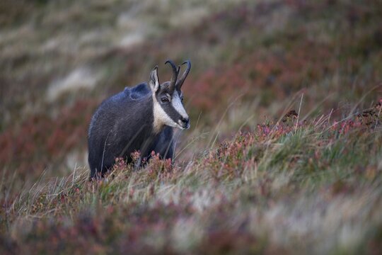 Chamois (Rupicapra rupicapra), Hohneck, La Bresse, Vosges, France