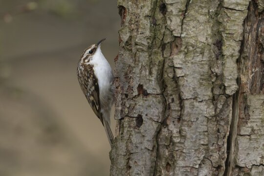 Eurasian treecreeper (Certhia familiaris) adult bird climbing up a tree trunk, England, United Kingdom