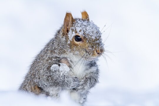 Eastern gray squirrel (sciurus carolinensis) sitting in snow and watching, Montreal botanical garden, province of Quebec, Canada