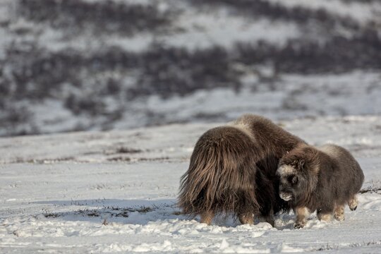 The mother of the musk ox calf (Ovibos moschatus) has stood up and reacts aggressively towards it, headbutting it in the side, baby animals, winter, snow, cold, Tundra landscape, October, Norway
