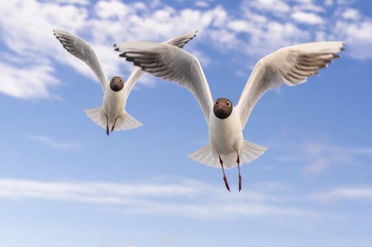 Black-headed gulls (Chroicocephalus ridibundus) (Syn.: Larus ridibundus) in flight in front of blue sky, sea, coast, North Sea, Netherlands