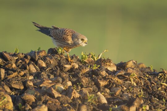 Common kestrel (Falco tinnunculus) adult falcon bird of prey on a farm waste heap from a sugar beet clamp, England, United Kingdom