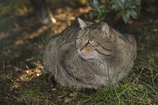 European wildcat (Felis silvestris silvestris), captive, North Rhine-Westphalia, Germany