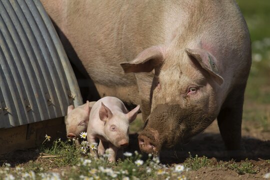 Domestic pig (Sus scrofa domesticus) adult mother and juvenile baby piglet farm animals in a field outside of a pigsty, England, United Kingdom