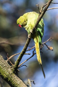 Rose-ringed parakeet (Psittacula krameri) on a branch, wildlife, Germany