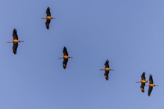 Cranes flying in two rows one behind the other, Crane (Grus grus) wildlife, Western Pomerania Lagoon National Park, Zingst, Mecklenburg-Western Pomerania, Germany