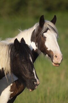 Horse or pony (Equus caballus) two adult animals in a grass field, England, United Kingdom