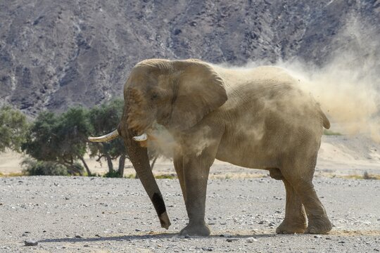 Desert elephant (Loxodonta africana) taking a sand bath in the Hoanib dry river, Kaokoveld, Kunene region, Namibia