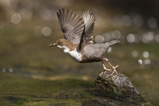 White-breasted dipper (Cinclus cinclus ) flies off, Bach, Blomberg, North Rhine-Westphalia, Germany