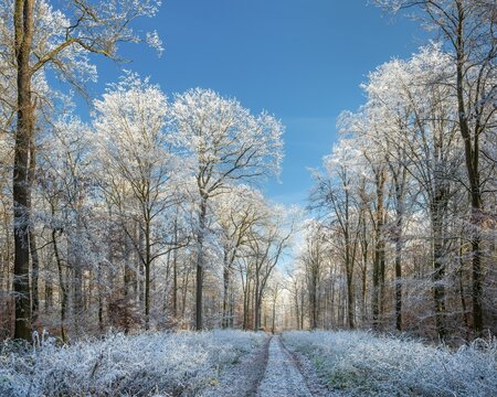 Hiking trail through oak forest with hoarfrost in winter under blue sky, near Luther city Eisleben, Saxony-Anhalt, Germany