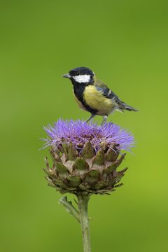 Great tit (Parus major) adult bird on a garden Artichoke thistle flower in the summer, England, United Kingdom