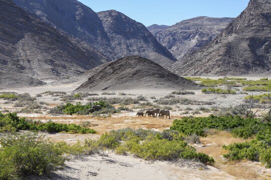 Desert elephants (Loxodonta africana) in the Hoanib dry river, Kaokoveld, Kunene region, Namibia