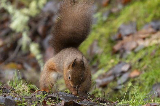 Red squirrel (Sciurus vulgaris) adult animal burying a nut in the ground in winter, England, United Kingdom