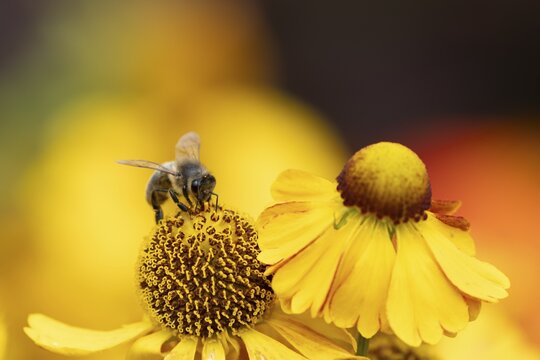 European honey bee (Apis mellifera) adult insect feeding a garden yellow Helenium flower in summer, England, United Kingdom