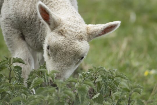 Domestic sheep (Ovis aries) juvenile baby lamb farm animal feeding on grass amongst stinging nettles, England, United Kingdom