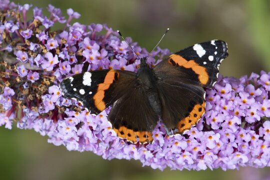 Red admiral butterfly (Vanessa atalanta) adult insect feeding on a garden purple Buddleja flower in summer, England, United Kingdom
