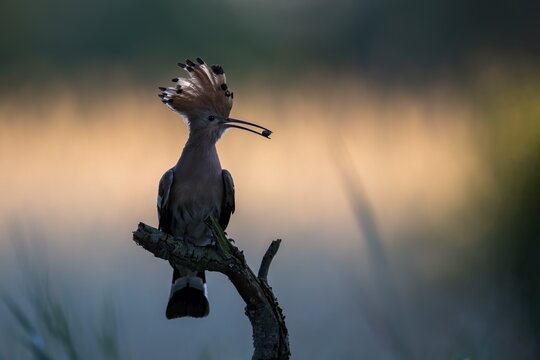 Hoopoe (Upupa epops) with prey, Saxony-Anhalt, Germany