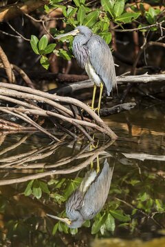 Tricolored heron (Egretta tricolor), with reflection in the water, Ding Darling National Wildlife Refuge, Sanibel Iceland, Florida, USA